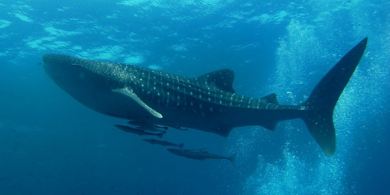 001 Similan_Dive_Center_-_great_whale_shark_Wikipedia.jpg