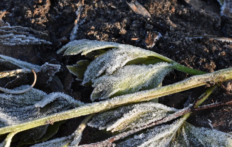 frost garden leaves 5.jpg