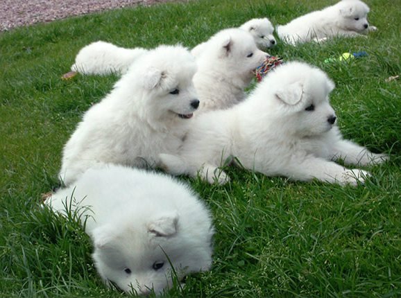 samoyedo.jpg