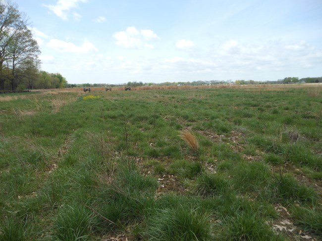 grassland restoration.JPG