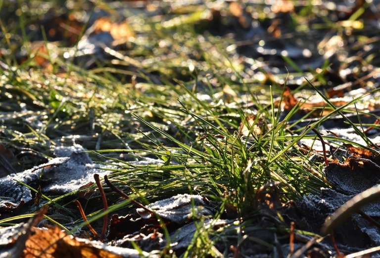 frost winter grass.jpg