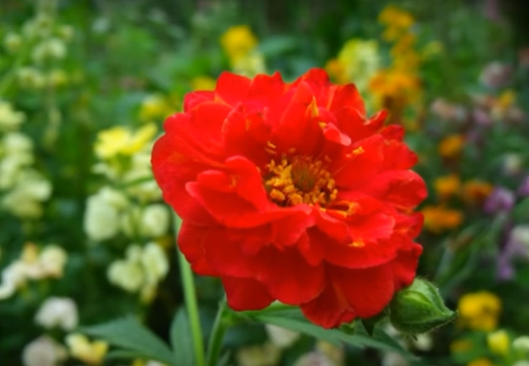 geum.png