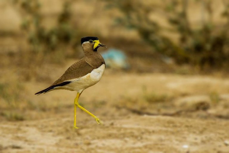 Yellow-wattled Lapwing.jpg