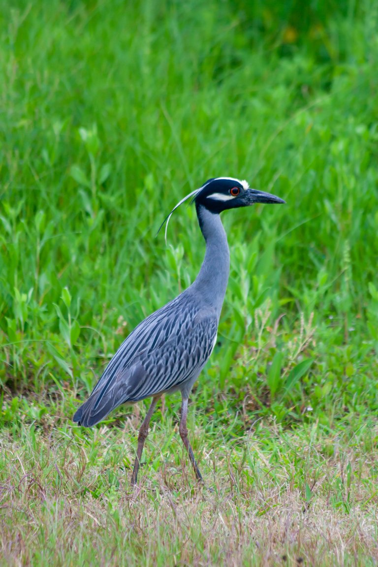 Yellow-Crowned-Night-Heron_3166.jpg