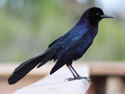 Grackle bird.jpg