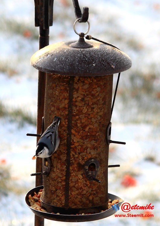 White-Breasted Nuthatch PFW01-05.JPG