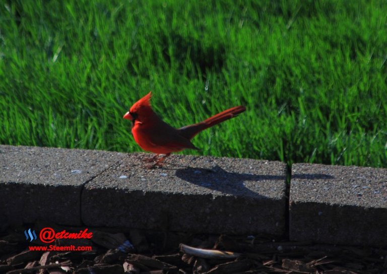 Northern Cardinal PFW06.jpg