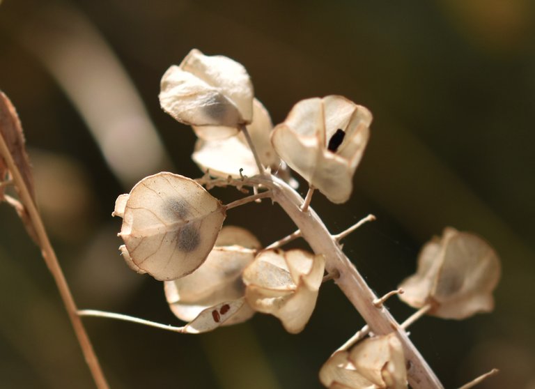 muscari seed pods drystuff 1.jpg