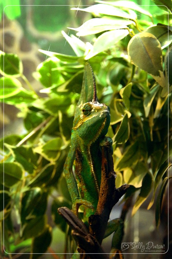 Chameleon.jpg