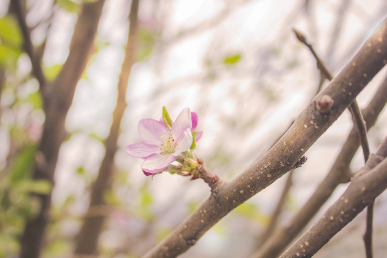 4 flor de fruto en primavera.jpg