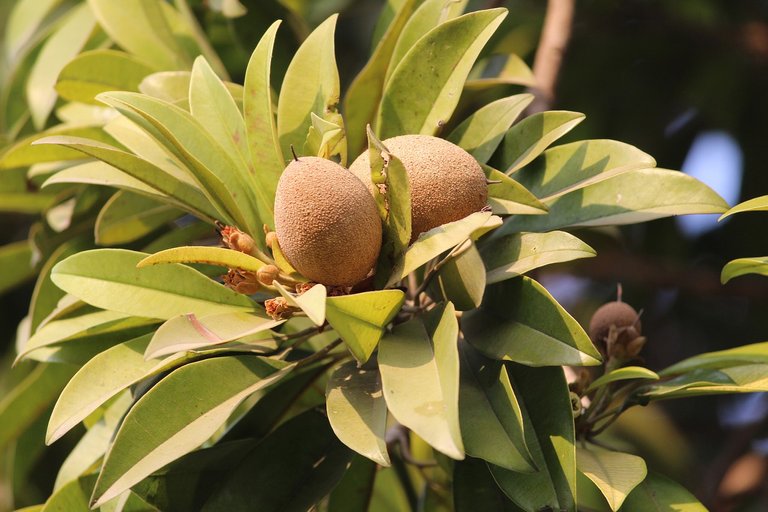 sapodilla-1950819_1280.jpg