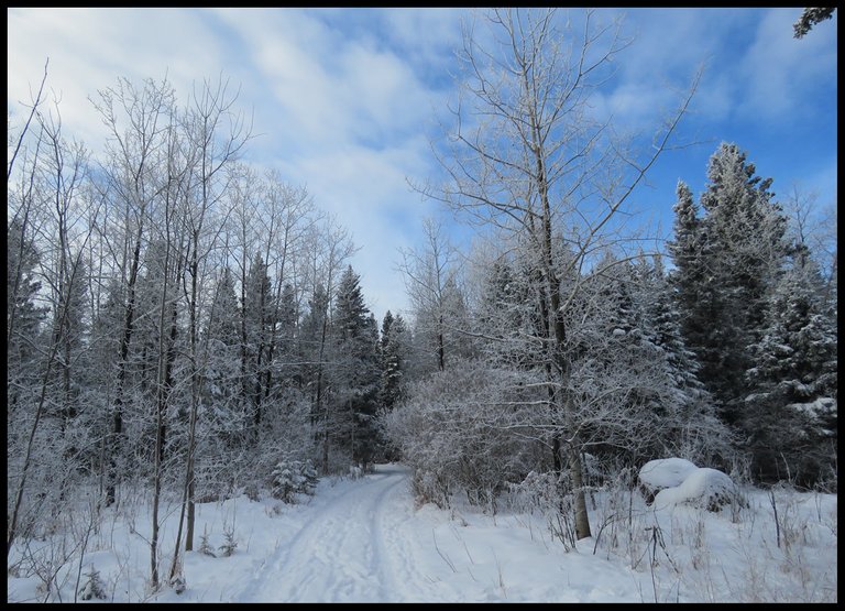 hoar frost on trees  in scene on entering our lane.JPG