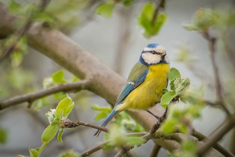 nature-branch-bird-wildlife-spring-beak-1393677-pxhere.com.jpg