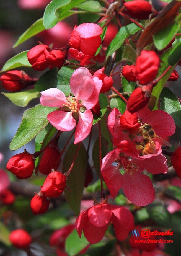 indian-magic-flowering-crabapple blooms spring honeybee pollination pollinating IMB-0082.JPG