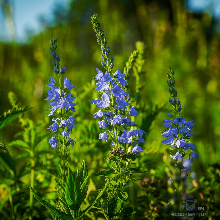 DSC_1033.jpg