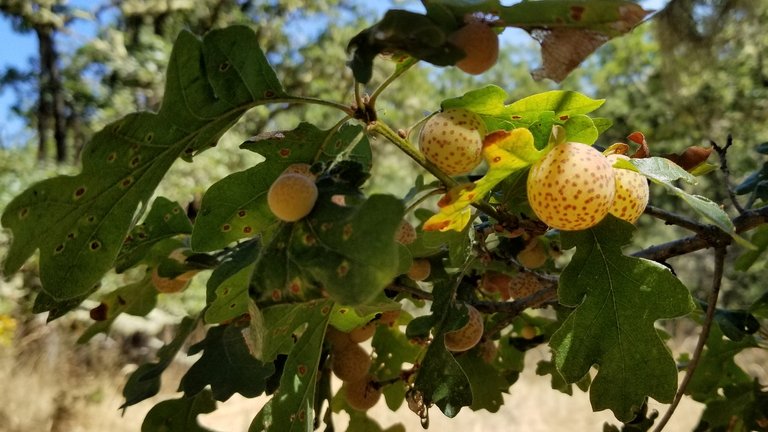 Leaf Galls.jpg