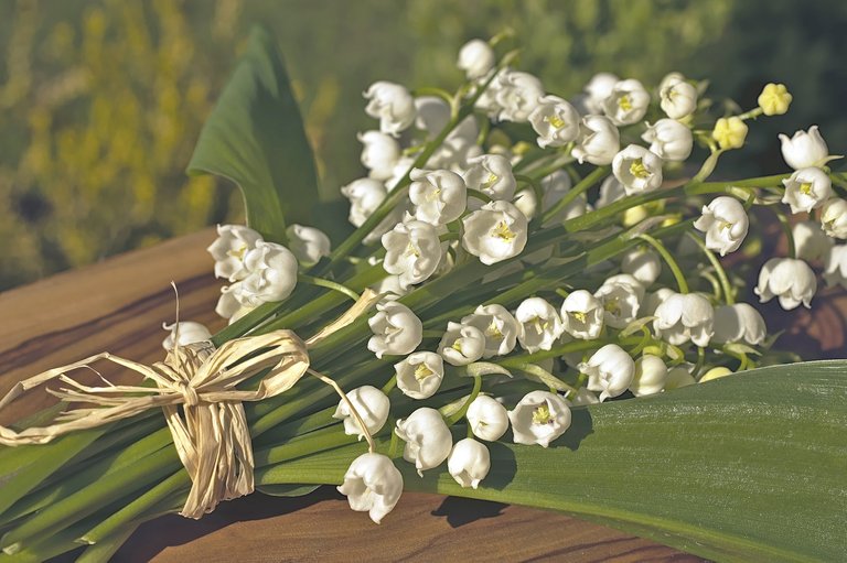 lily-of-the-valley-4175855_1280.jpg