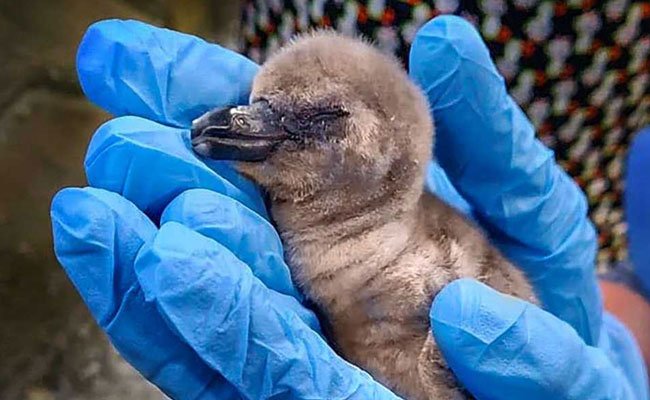 First indian penguin-.jpg