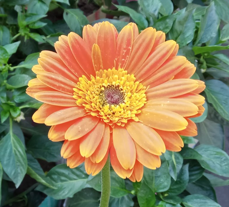 Orange Color Gerbera 1.jpg