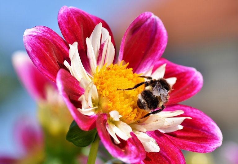 zinnia-3607595_1280.jpg