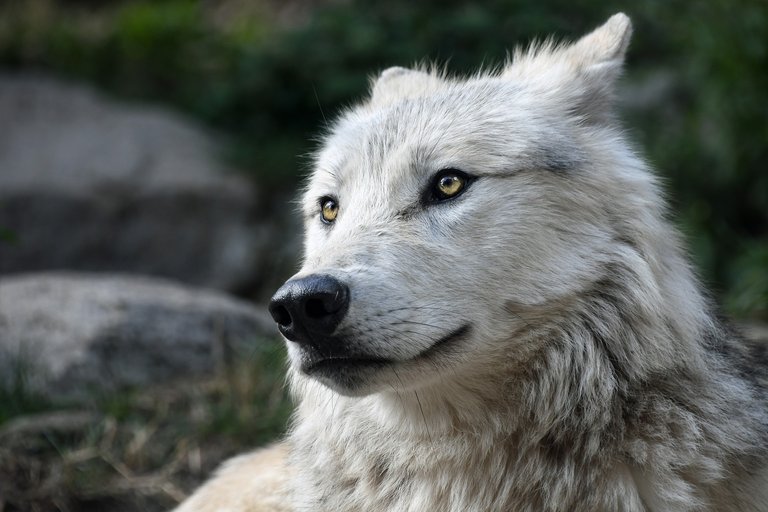 wolf-2826741_1920.jpg