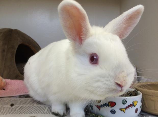 Found stray albino rabbit near Delancy Park GSPCA Guernsey.JPG