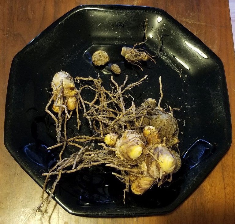 20181214_131115 - Freshly harvested turmeric.jpg