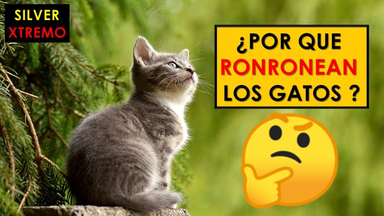 POR QUE RONRONEAN LOS GATOS.jpg