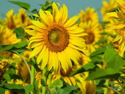 field of daisies.jpg