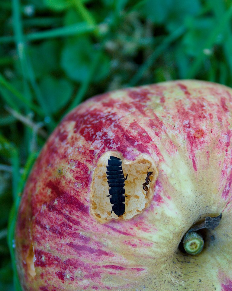 glowworm larva ant apple