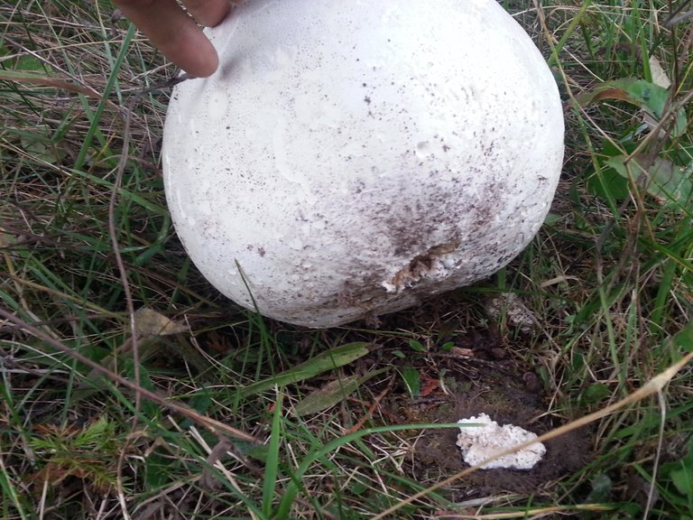 puffball_removed.jpg