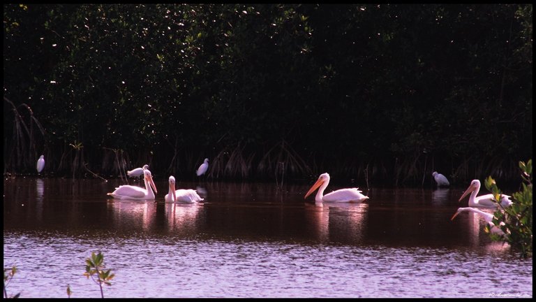 White Pelicans January 2017 2.jpg