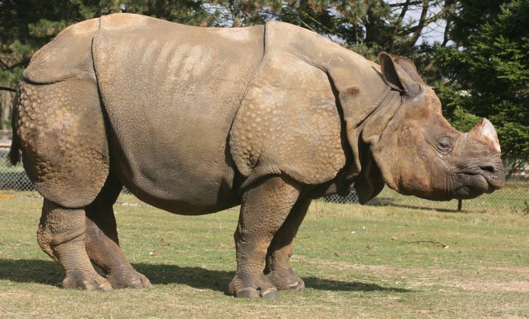 indian_rhinoceros the most amazing endagered animal in asia.jpg