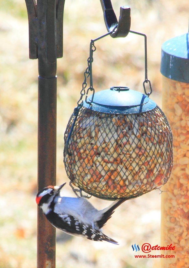 Downy Woodpecker PFW19-0041.JPG