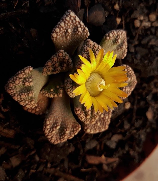 titanopsis flower.jpg