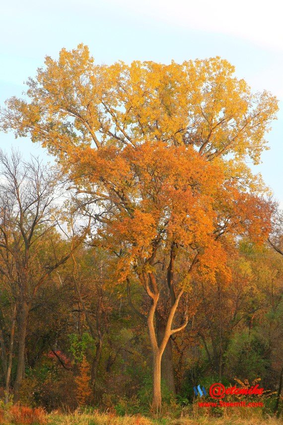 landscape trees fall leaves C10-26_0006.JPG