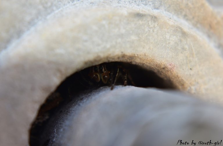 ruth-girl_steemit_spider on the hose 8.jpg