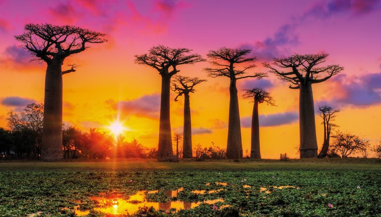 flora-fauna-madagascar-beautiful-baobab-trees-hero.jpg