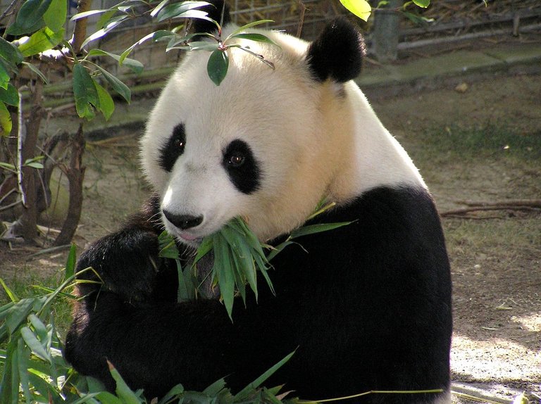 panda-655491_960_720.jpg