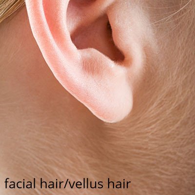 vellus-facial-hair(2).jpg