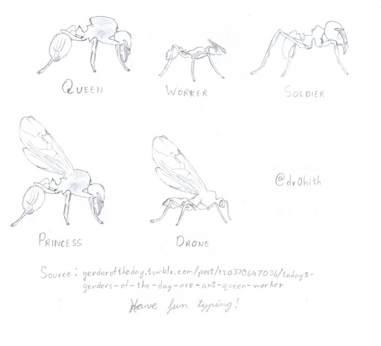 Ant types.jpg