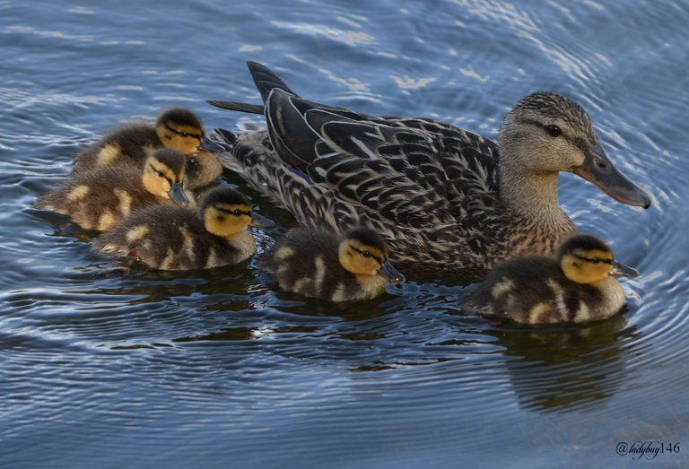 ducklings.jpg