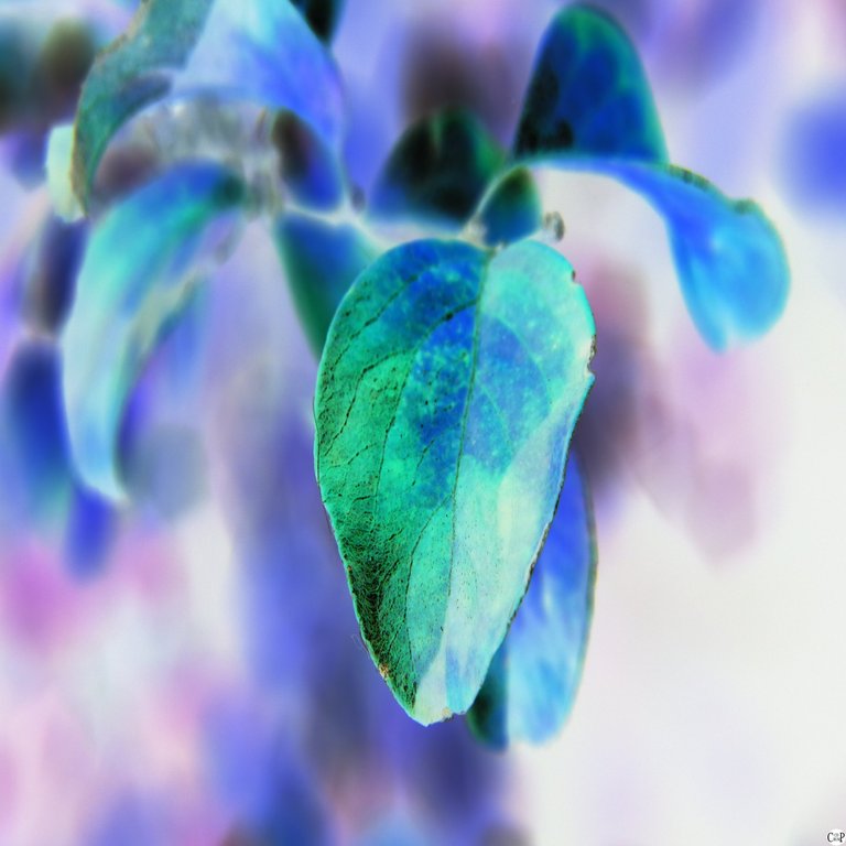 blue green purple leaf macro  floral flower.JPG