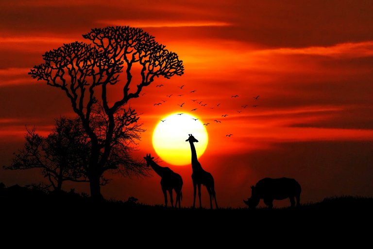 africa-animal-animals-417142.jpg