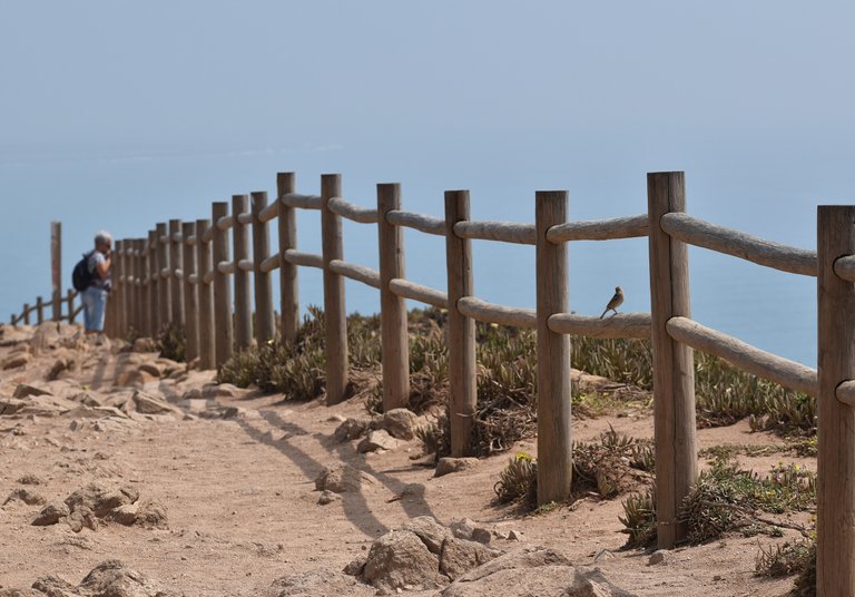 cabo da roca birdie.jpg