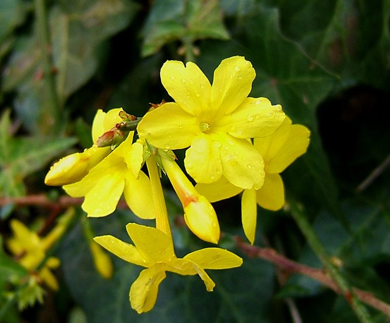 Jasminum-nudiflorum.jpg