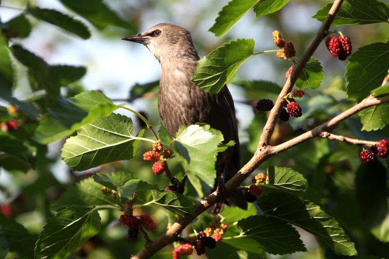 bird mulberry.jpg