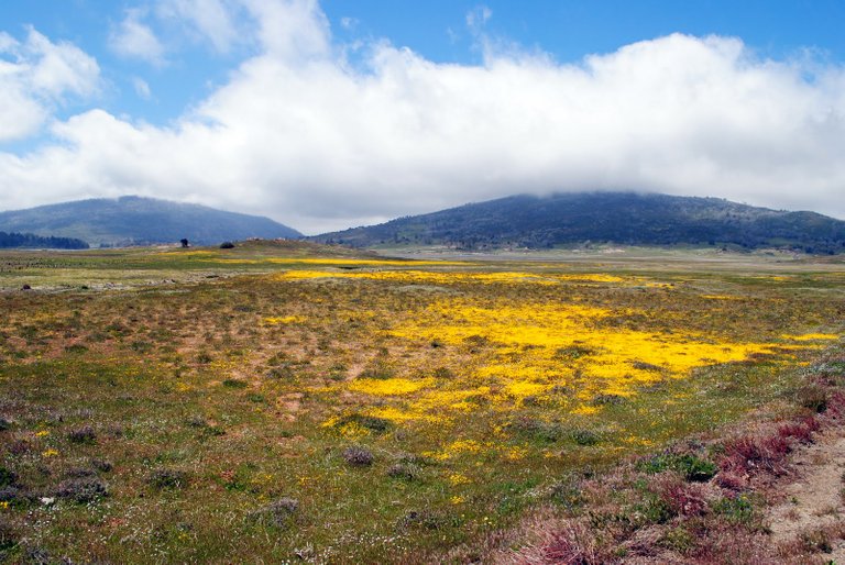 Laguna Mountains Meadow.JPG