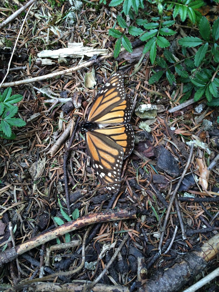 monarch butterfly extending its wings