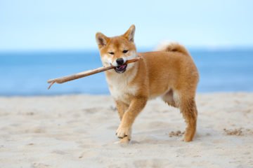 Shiba-Inu-360x240.jpg